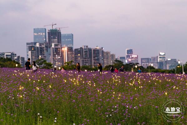 流花山马鞭草+灯光花海