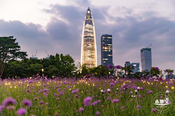 流花山马鞭草+灯光花海