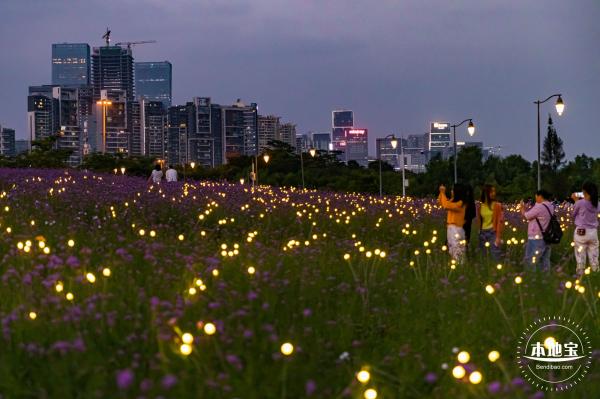 流花山马鞭草+灯光花海