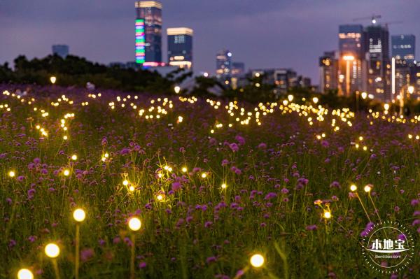 流花山马鞭草+灯光花海