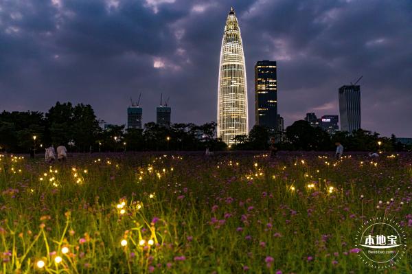 流花山马鞭草+灯光花海