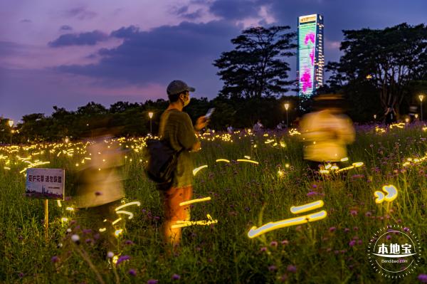 流花山马鞭草+灯光花海