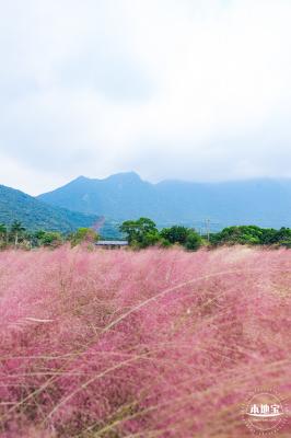禾塘湿地园粉黛乱子草