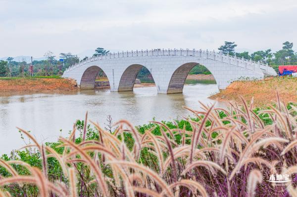 禾塘湿地园粉黛乱子草