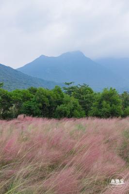 禾塘湿地园粉黛乱子草