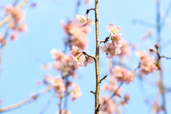 观澜大地生态艺术园