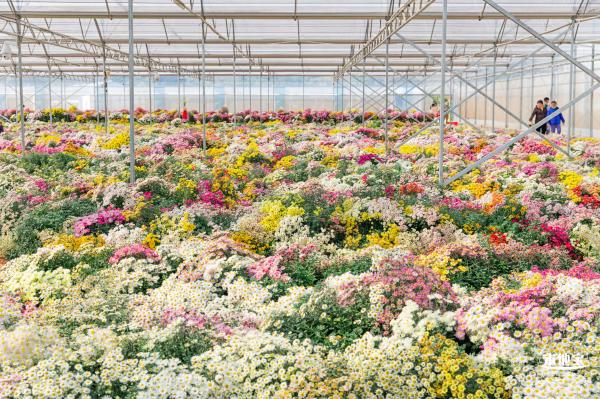2020大鹏菊花展