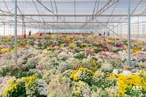 2020大鹏菊花展