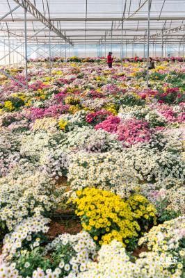 2020大鹏菊花展