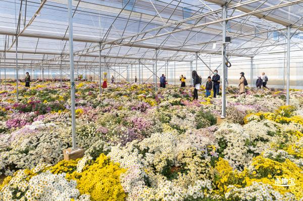 2020大鹏菊花展