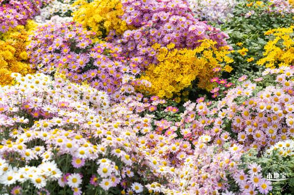 2020大鹏菊花展