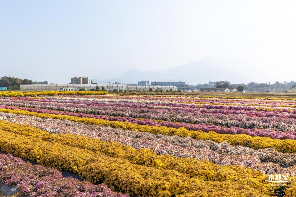 2020大鹏菊花展