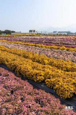 2020大鹏菊花展