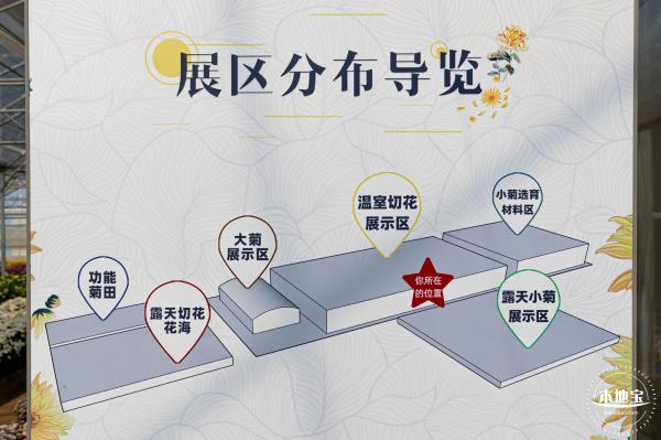 2020大鹏菊花展