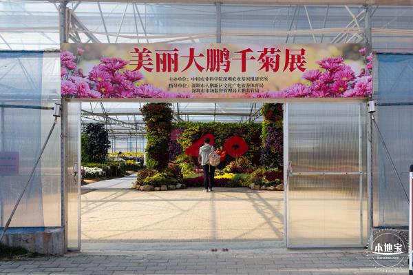 2020大鹏菊花展