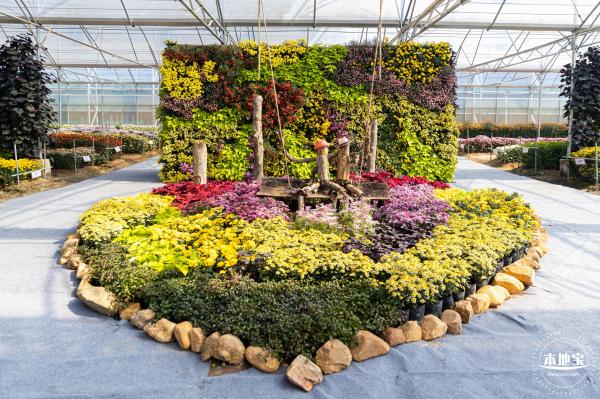2020大鹏菊花展