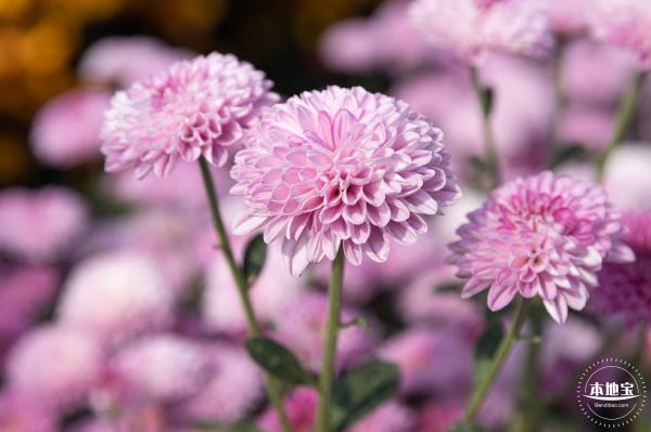 2020大鹏菊花展