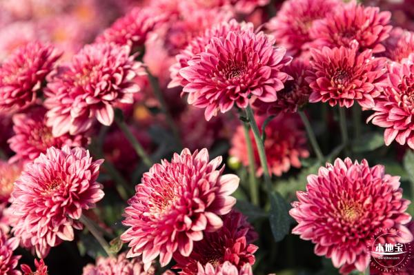 2020大鹏菊花展