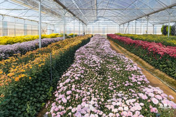 2020大鹏菊花展