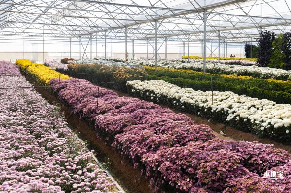 2020大鹏菊花展