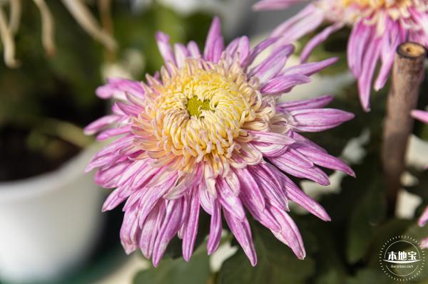 2020大鹏菊花展