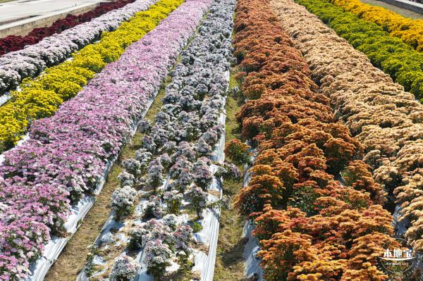 2020大鹏菊花展