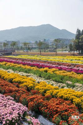 2020大鹏菊花展