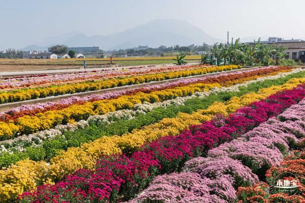2020大鹏菊花展