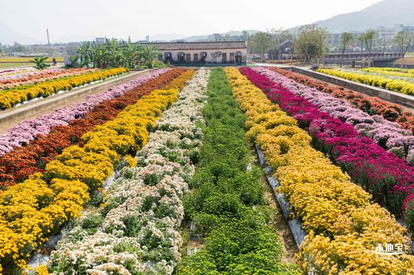 2020大鹏菊花展