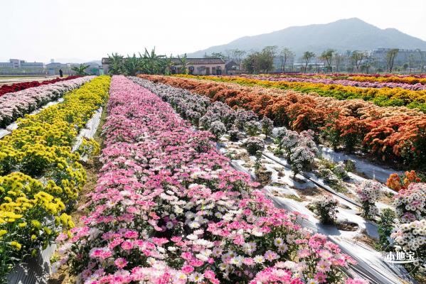 2020大鹏菊花展