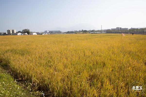 2020大鹏菊花展