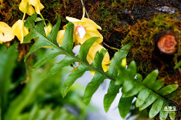 仙湖植物园(蕨类中心+幽溪）