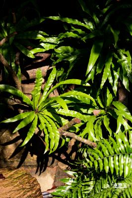 仙湖植物园(蕨类中心+幽溪）