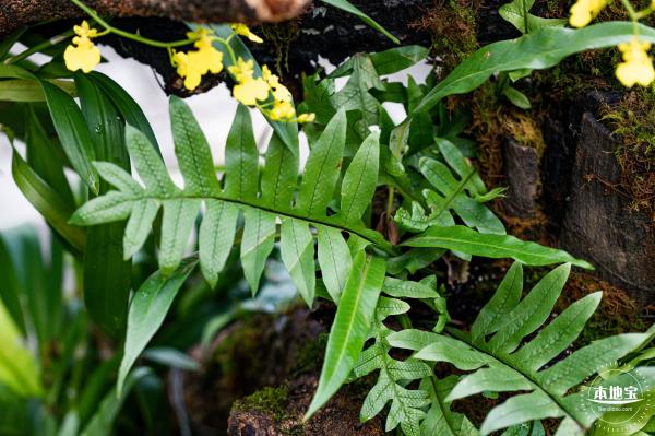 仙湖植物园(蕨类中心+幽溪）
