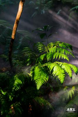 仙湖植物园(蕨类中心+幽溪）