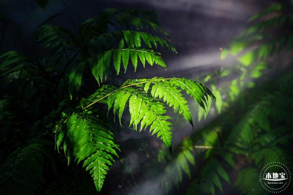 仙湖植物园(蕨类中心+幽溪）