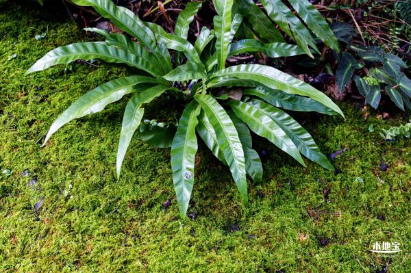 仙湖植物园(蕨类中心+幽溪）