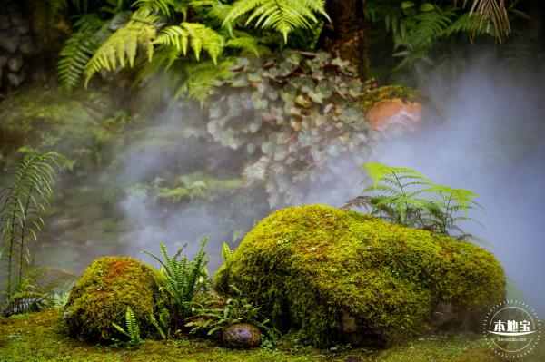 仙湖植物园(蕨类中心+幽溪）