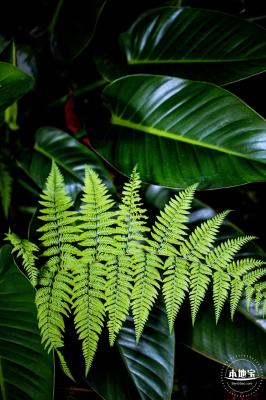 仙湖植物园(蕨类中心+幽溪）
