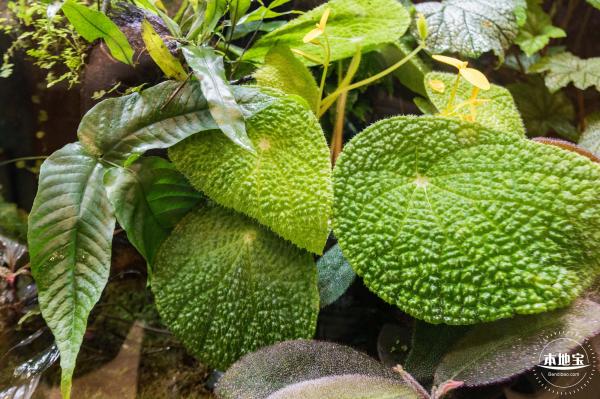 仙湖植物园(蕨类中心+幽溪）