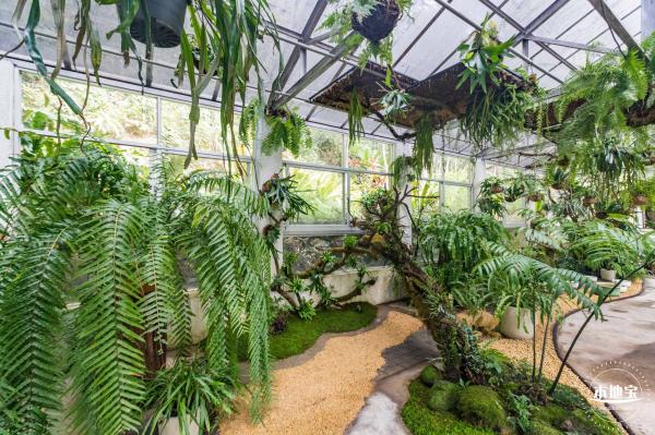 仙湖植物园(蕨类中心+幽溪）