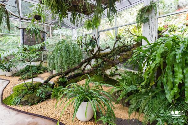 仙湖植物园(蕨类中心+幽溪）