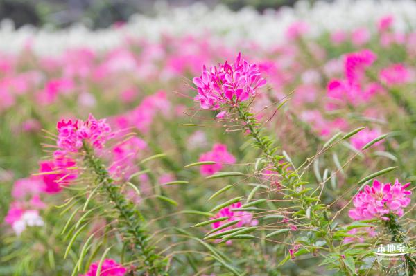 坪山坑梓花海