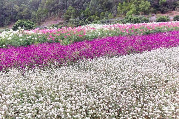 坪山坑梓花海