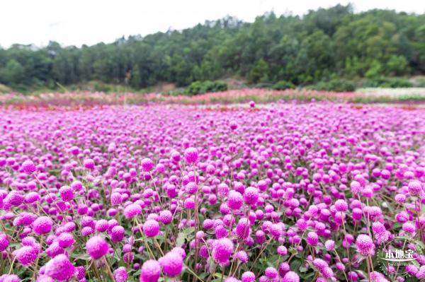 坪山坑梓花海