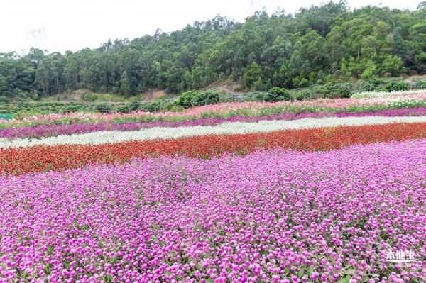 坪山坑梓花海
