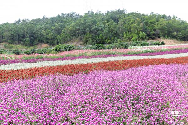坪山坑梓花海