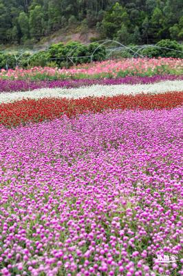 坪山坑梓花海