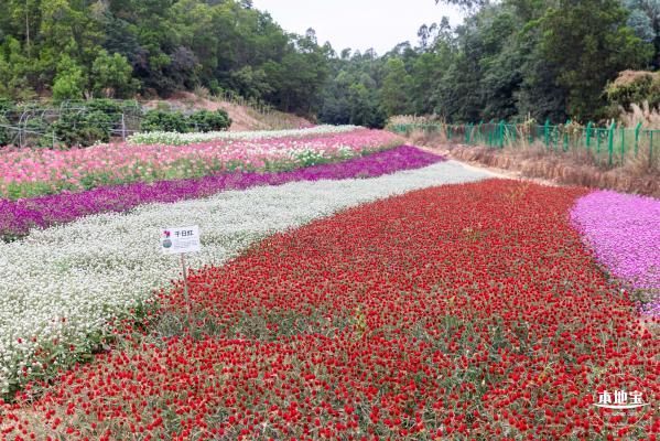 坪山坑梓花海