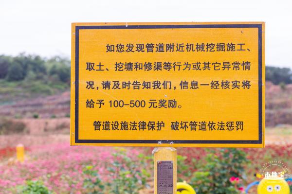 坪山坑梓花海